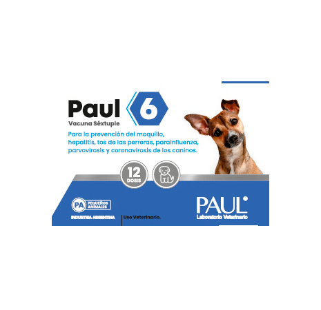 PAUL 6 x 1 ds