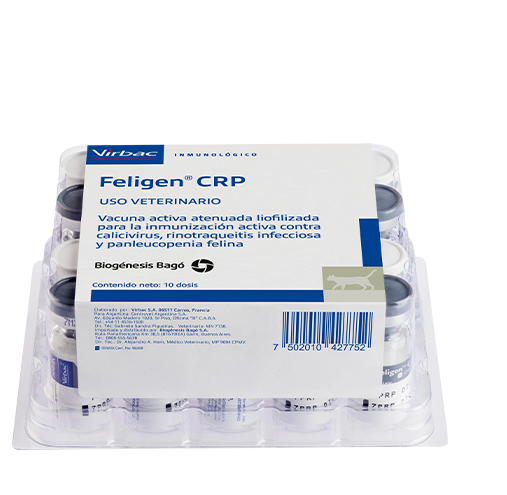 FELIGEN CRP x ds