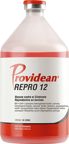 PROVIDEAN REPRO 12 x 25 ds