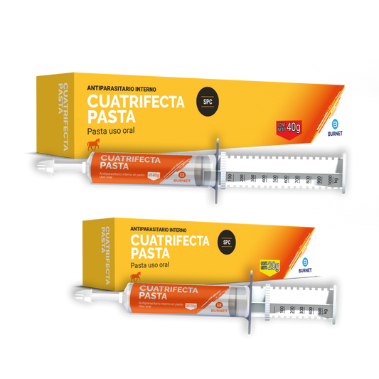 CUATRIFECTA PASTA x 20 grs